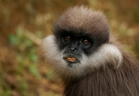 Hulman rudolici - Semnopithecus vetulus - Purple-faced Leaf Monkey o7007